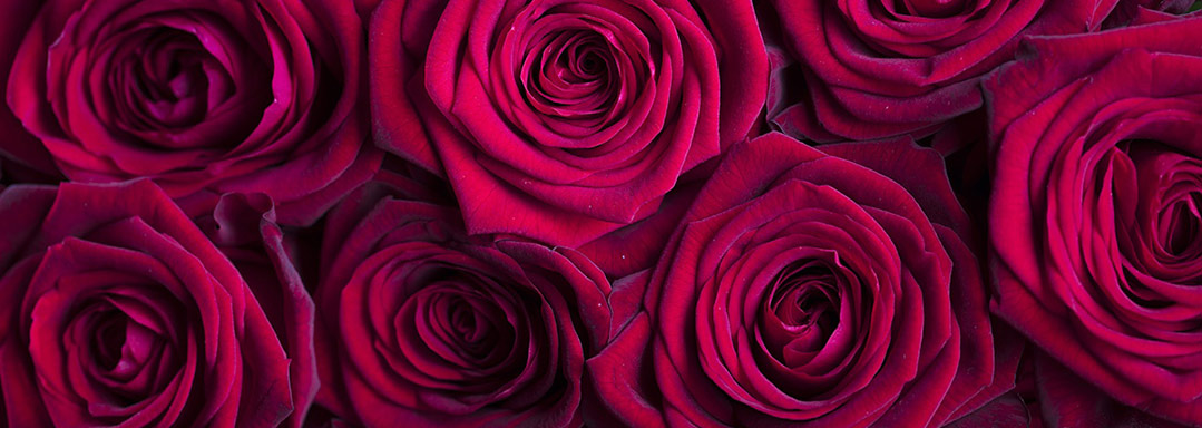 Розы на подарок